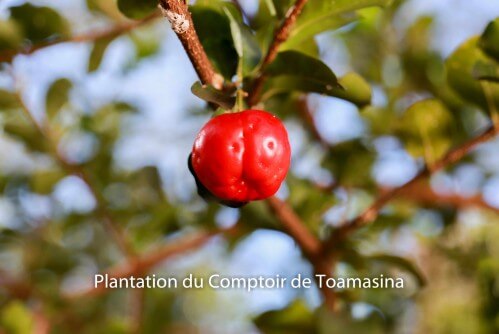 The properties of pure acerola in raw powder